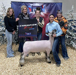 Jeffrey Club Lambs Winners