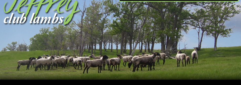 Jeffrey Club Lambs