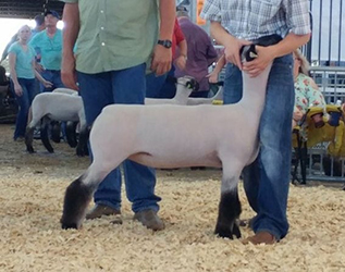 Jrffrey CLub Lambs Winners