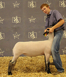 Jeffrey Club Lambs Winners