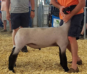 Jeffrey CLub Lambs Winners